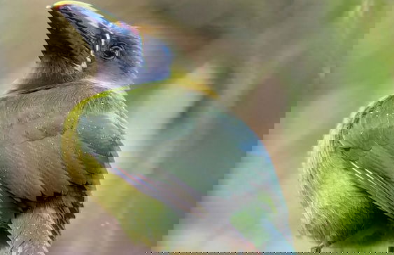 Campos de Oro Wilderness Lodge - Photo 41