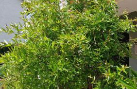 Ferienwohnung Wiesental 89331 Burgau, Wiesentalstrasse 1 - Foto 71