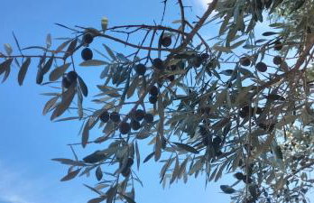 Apartman Hanna - Foto 29