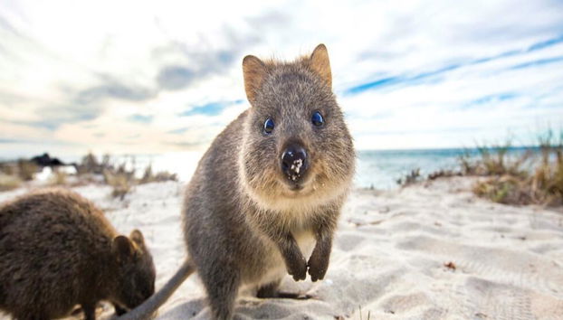 Rottnest Express Fremantle Ferry Pass - Photo 4