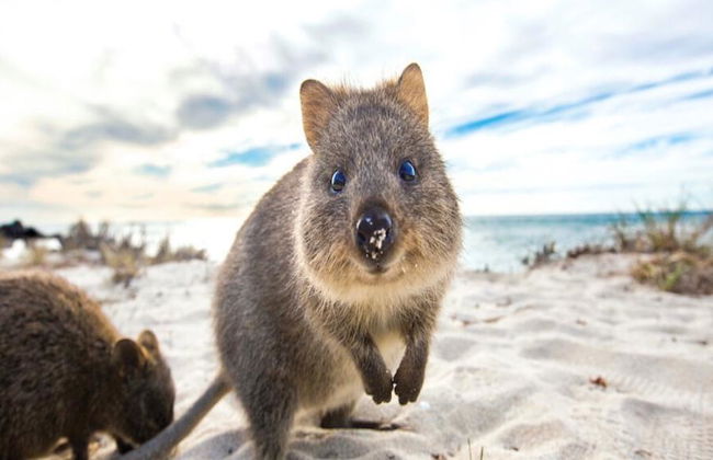 Billete de ferry Rottnest Express Fremantle - Foto 4