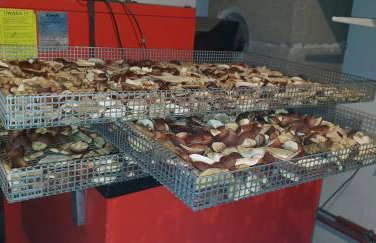 Monti Domki całoroczne - Foto 5