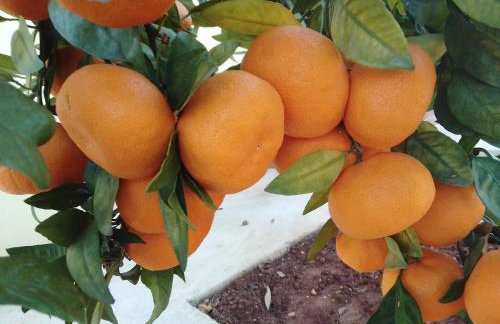 Antonio Solimar Apartments - Foto 17