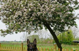 Apartment Huus Thimo by Interhome - Foto 19