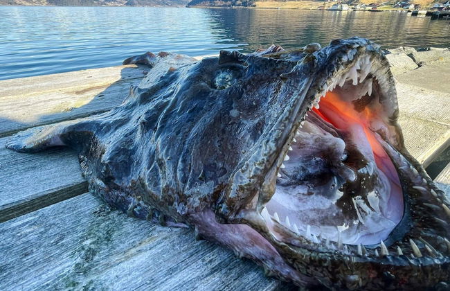 12 Person Holiday Home in Davik - Foto 38