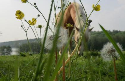 Appartementhof Fastnacht am See - Foto 5