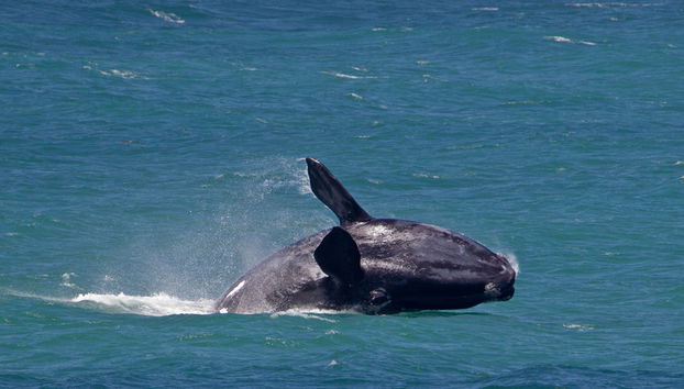 Excursión de día completo a Hermanus - Foto 2