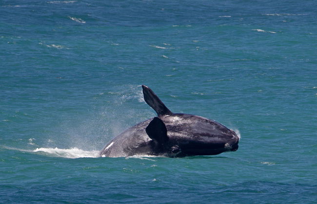 Excursión de día completo a Hermanus - Foto 2