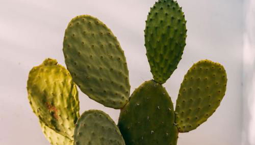 Ocean view beach villa - Photo 4