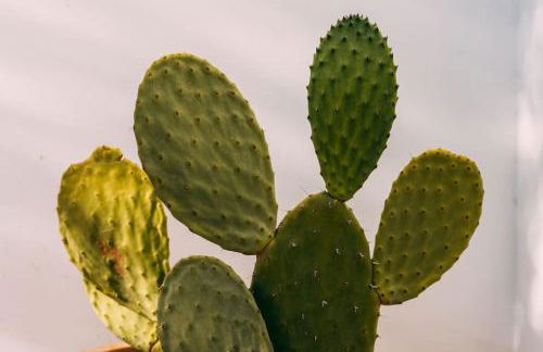 Ocean view beach villa - Foto 4