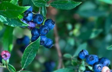 Likensco Beach/Farm House - Foto 23