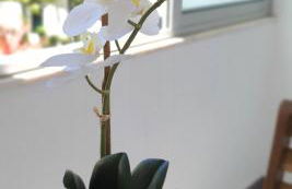 Afonso Galo Guest Apartments I - Foto 30