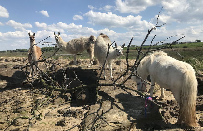 The Cuddly Cow Cosy Barn Studio Campview Farm Stay - Foto 13