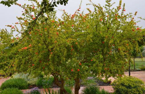 Monte da Boavista - Country family house - Foto 71