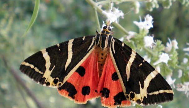 Mount Filerimos & Butterfly Valley Tour - Foto 4