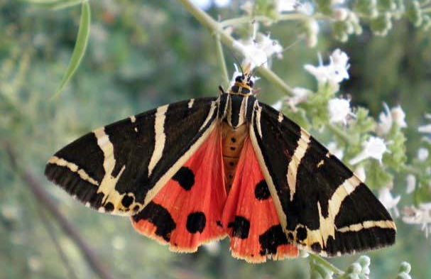 Excursion au Mont Filérimos et à la Vallée des Papillons - Photo 4