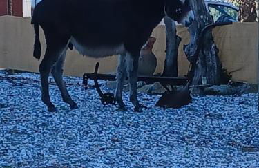 Casa Janeiro Alentejo - Foto 29