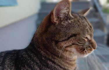 Dorfliebe Reicherstein - Foto 7