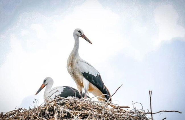 Holiday Home in Belczna Near Lake and Forests - Foto 23