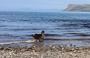 Rowan Tree Cottage, Ballycastle - Foto 33