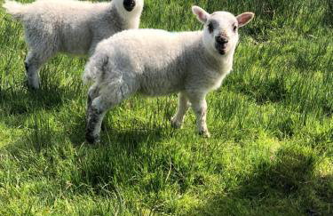 Barfad Self Catering Holiday Cottages - Foto 16