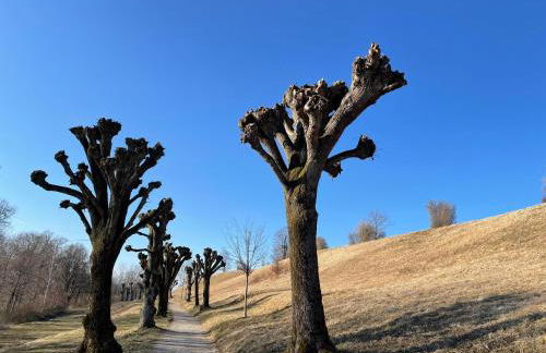 Dachterrassen Ferienwohnung mit See- u. Bergblilck - Foto 46