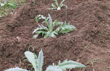 Stella Di Sicilia - Foto 9