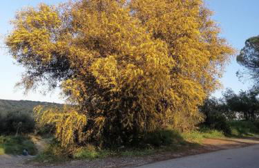 Maria's cottage house - Photo 28