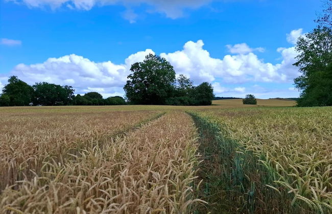 Ferienwohnungen Blaues Haus, Putbus - Foto 21