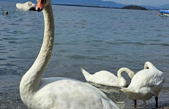 Magical View Studios 2 Asproneri, Kamena Vourla - Foto 33