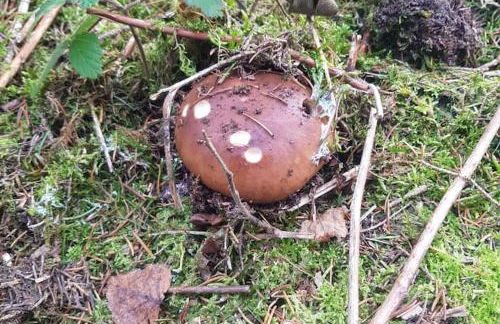 Sonnenschein am Rursee - Foto 43