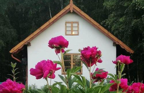 Siedlisko MiłoBrzózka - Photo 46