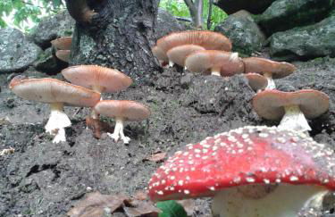 EL BALCÓN PANORÁMICO DE GREDOS - Foto 50