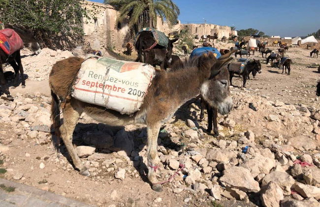 Amazigh Market Tour + Argan Oil Cooperative Visit - Foto 7