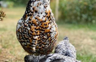 Gronocottage - Foto 44