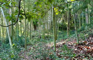 Bambou Studio, Cocon nature - Foto 26