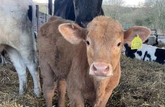 Stunning farm retreat - Photo 12