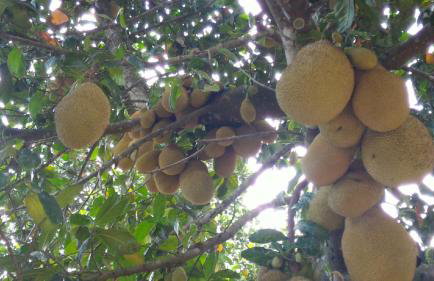 Chacara Sobrado Igarata - Foto 61