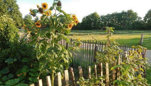 Bio-Ferienhof Scheckenbauer - Foto 5, Other