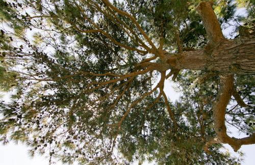 Villa Russelia - Foto 9