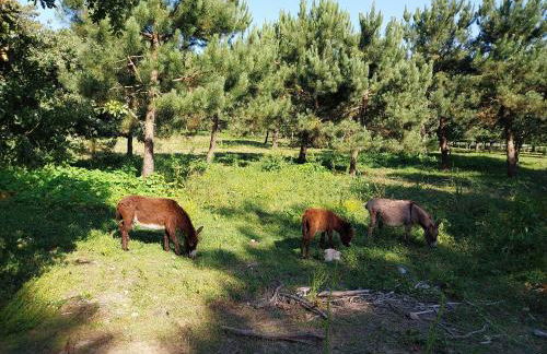 PISO DÚPLEX - ISLA DE LA TOJA (O GROVE) - Foto 57