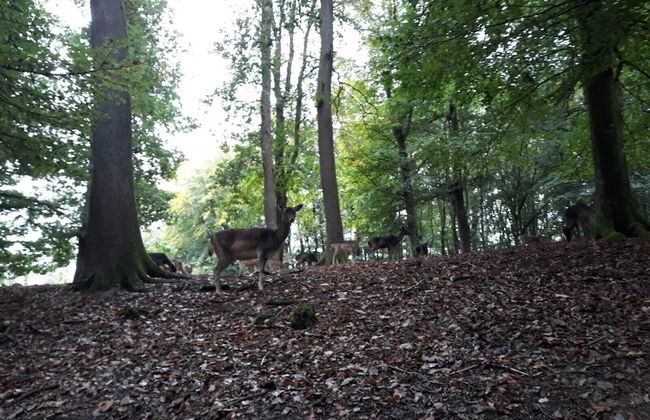 Familiehuis Dolve - Photo 44