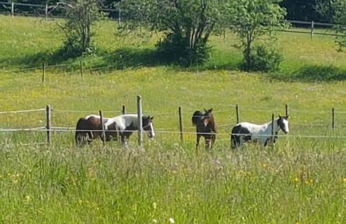 Sonnenhof, Ferienwohnung auf Reitanlage - Foto 42