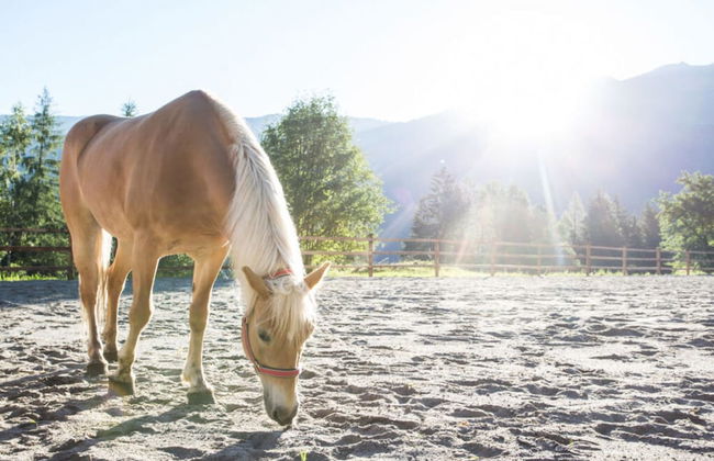 Holiday Home Chalet Astrid - Foto 13