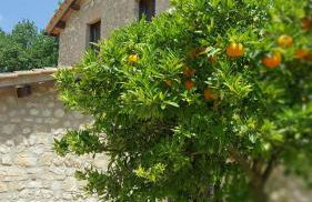 Il Merangolo - Foto 2