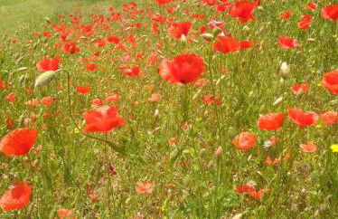 Borgo San Rocco Piemonte - Foto 24