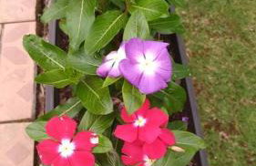 Sítio em área rural, ao pé da Serra Gaúcha. - Foto 6