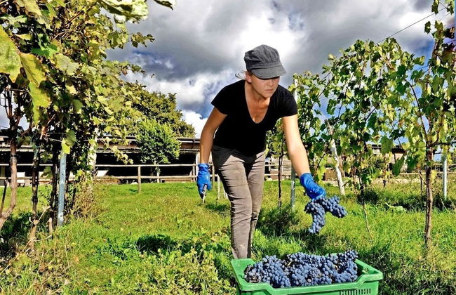 Valdonica Winery & Vineyard Residence - Foto 51