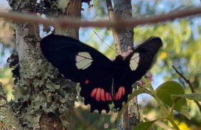 Reserva Atibaia / Casa de Montanha - Photo 45