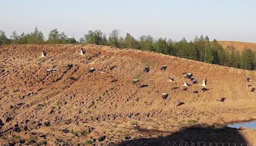 Zagroda z Antonówką - Foto 4